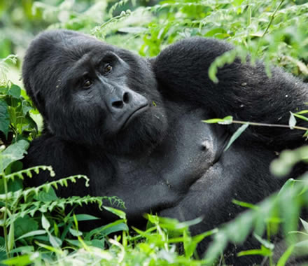 Mgahinga-National-Park-Gorilla-Trekking-Safaris and Self-drive Tours Uganda