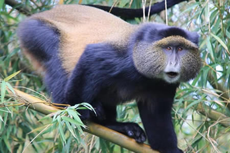 Golden Monkey Tracking in Rwanda