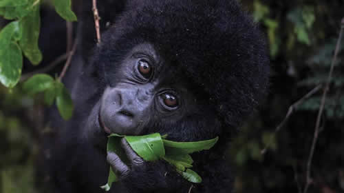 Mountain Gorilla safaris in Rwanda and Uganda