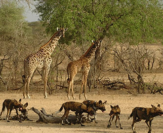 Selous-Game-Reserve - Tanzania Self drive Tours