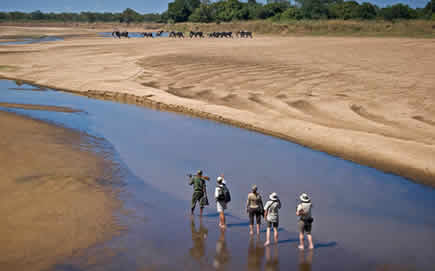 South Luangwa - Zambia Walking Safaris - 4x4 Road Trips