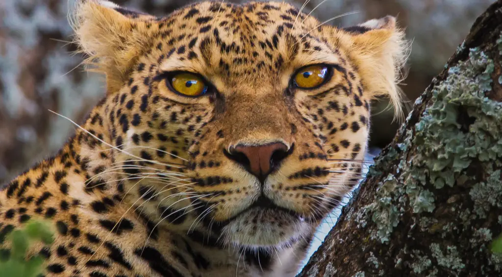 Drive East Africa on self drive trips