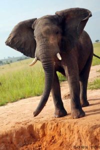 Akagera-4x4 Safaris Rwanda