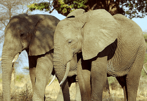 Elephants in Ruaha National Park - 4x4 Tanzania Safaris