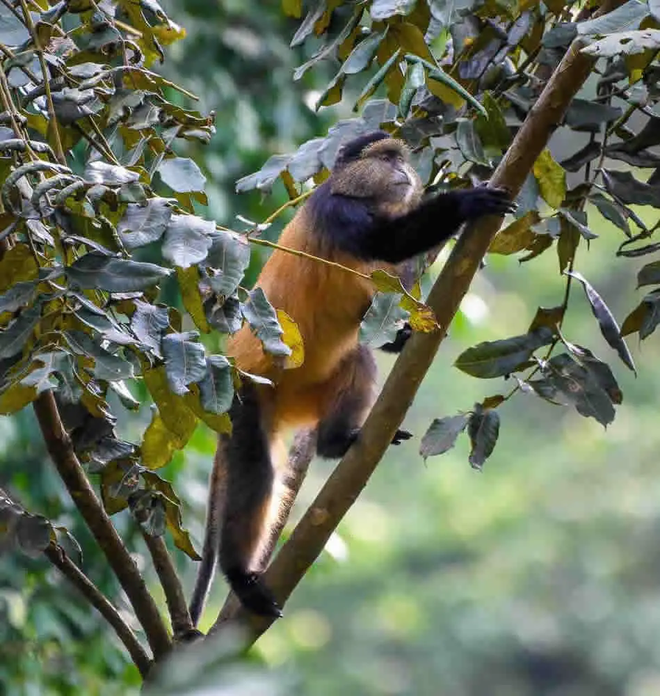 Golden Monkey Tours - Volcanoes National Park