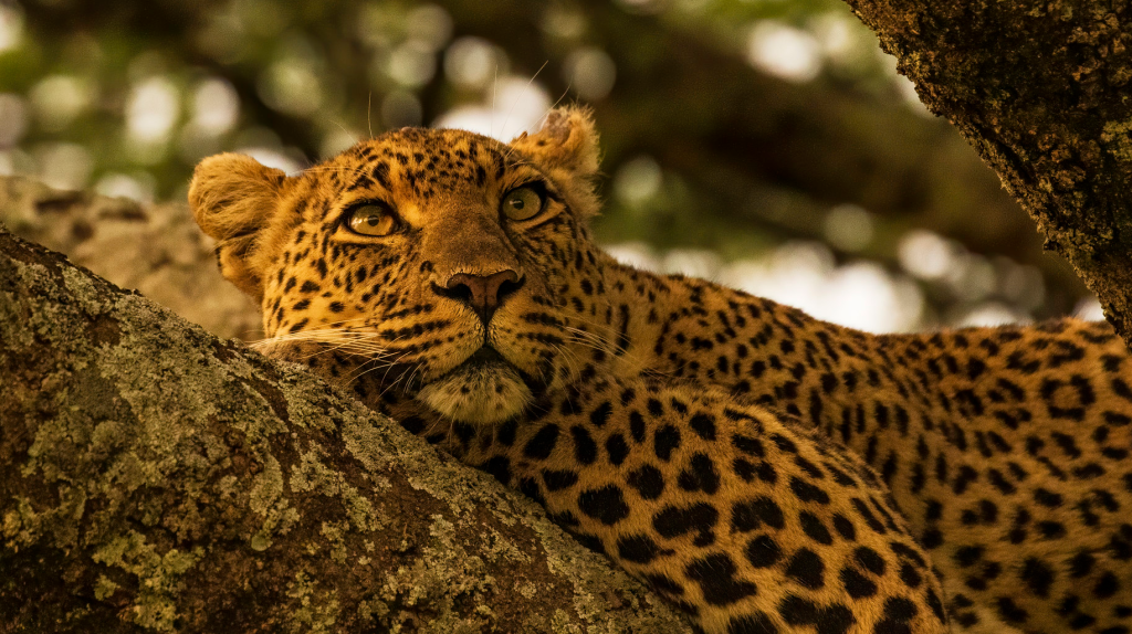 Leopard Serengeti National Park - 4x4 Road trips Tanzania