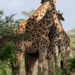 Masai Mara Safaris in Kenya