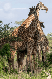 Masai Mara Safaris in Kenya