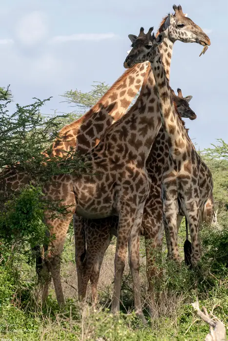 Masai Mara Safaris in Kenya