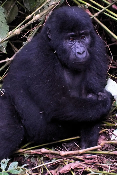 Mountain Gorilla Trekking safaris - Rwanda and Uganda