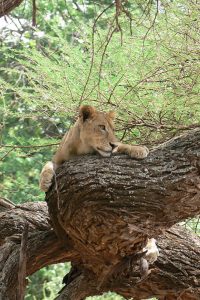 Queen Elizabeth national Park - 4x4 Road trips Uganda