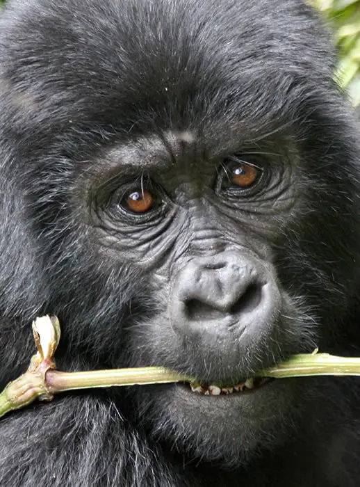 Uganda Gorilla Trekking tours in Bwindi