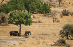 Camping Safaris in East Africa