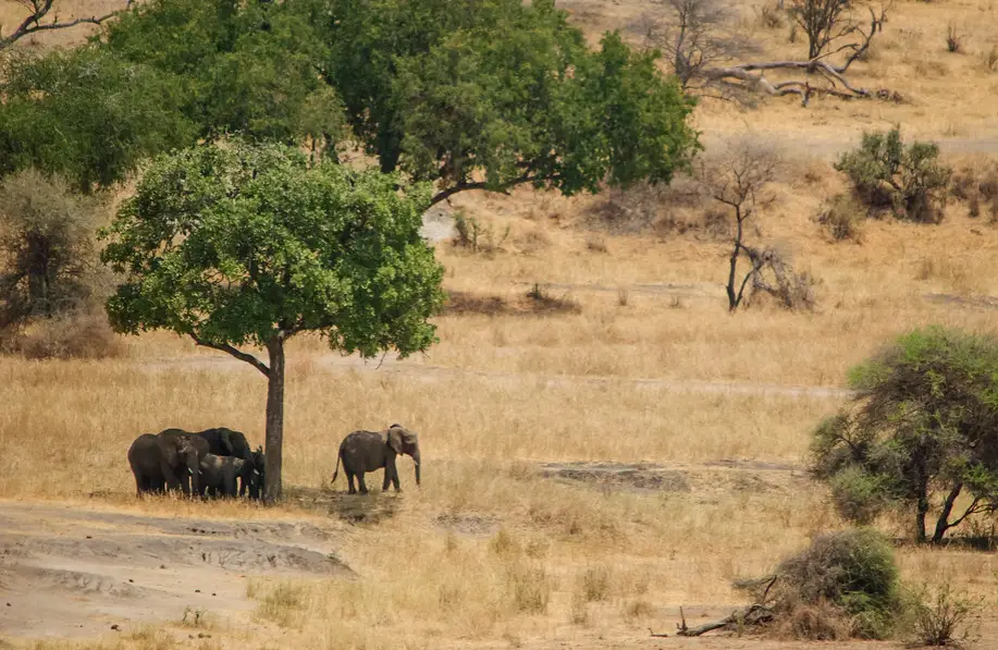 Camping Safaris in East Africa