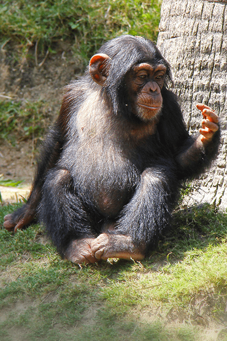 Chimpanzees in Mahale National Park