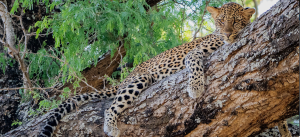 Female Leopard Lower Zambezi National Park Zambia