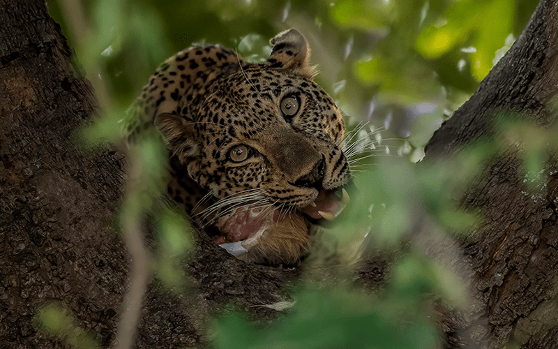 Katavi safaris in Tanzania