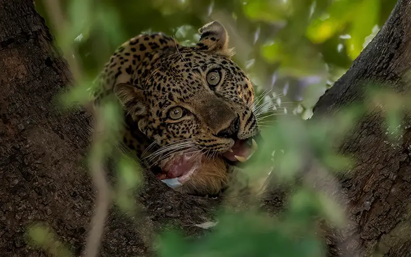 Katavi safaris in Tanzania