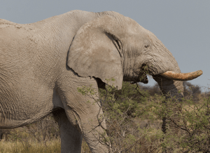 Namibia self drive safaris