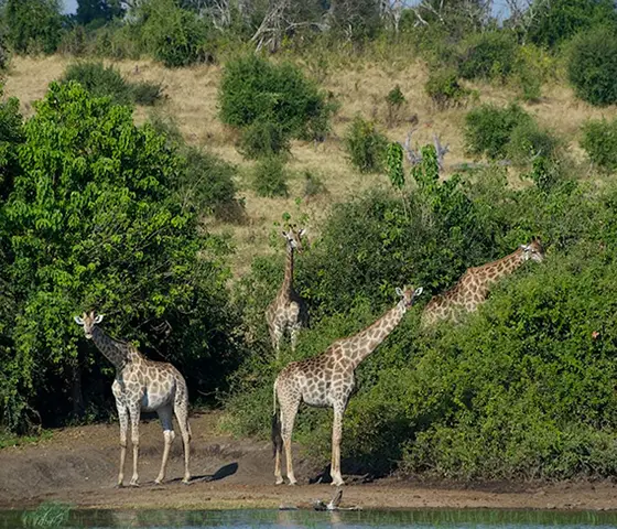 self -drive safaris in Namibia