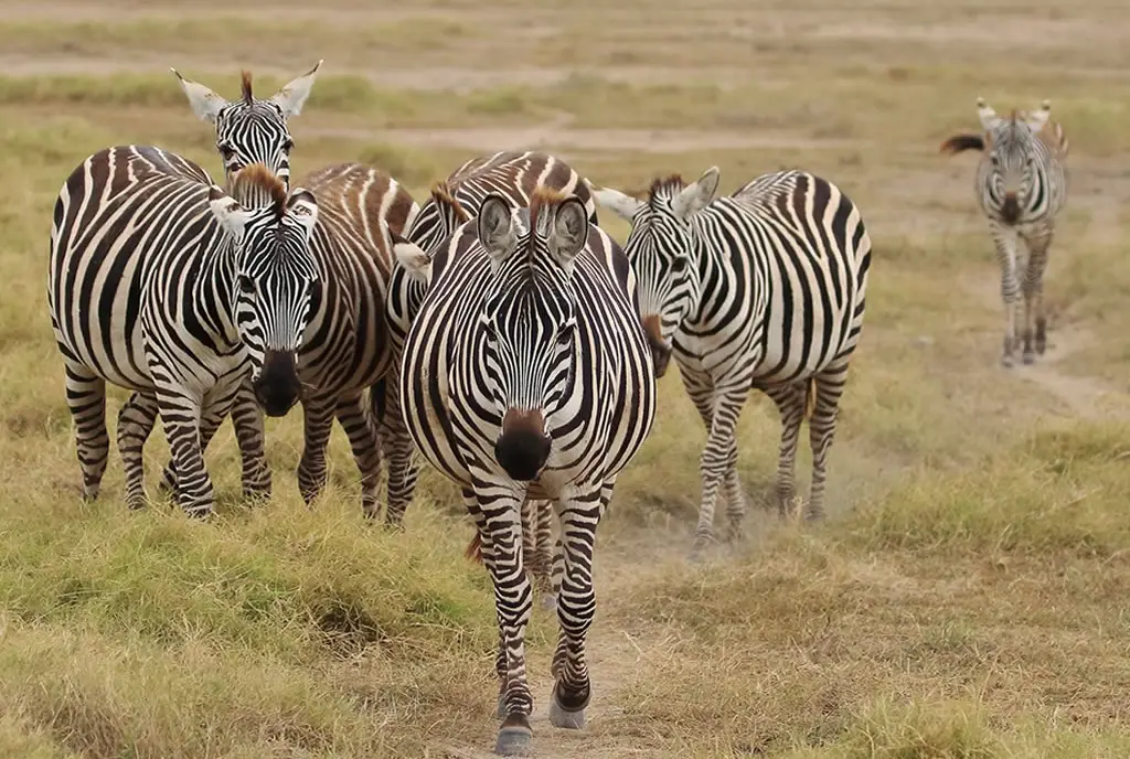 Tanzania 4x4 Safaris