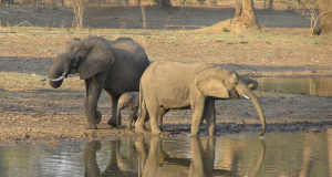 South Luangwa - 4x4 Zambia Self drive safaris