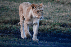 4x4 Botswana safaris - Chobe National Park Moremi National Park