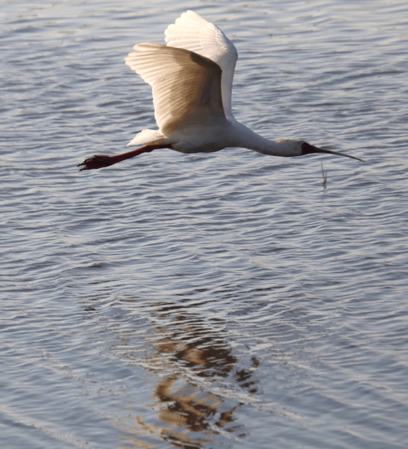 African Spoonbill Chobe National Park Botswana