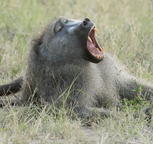Chacma Baboon - in Chobe National Park Botswan