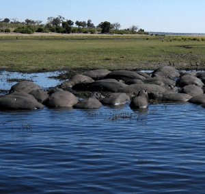 Hippos in Chobe National Park