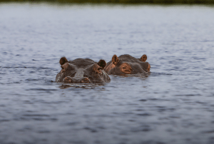 Self drive Botswana