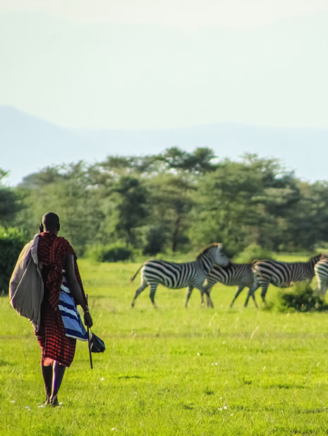 The West Route: Mikumi National Park & Iringa