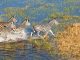 The Okavango Delta, Botswana