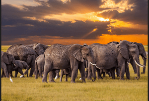 Serengeti National Park — Seronera Public Campsite