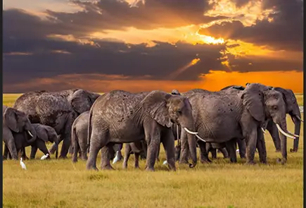 Serengeti National Park — Seronera Public Campsite