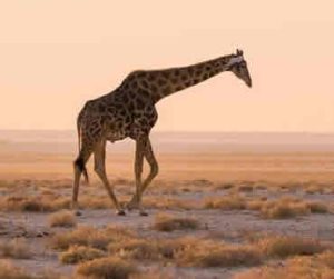 Southern Africa has a combination of factors that make it uniquely hospitable to independent travelers. Infrastructure in countries like Botswana, Namibia, Zimbabwe, and South Africa
