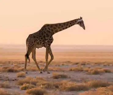 Southern Africa has a combination of factors that make it uniquely hospitable to independent travelers. Infrastructure in countries like Botswana, Namibia, Zimbabwe, and South Africa