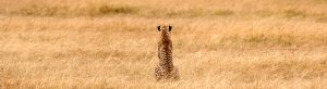 self-drive in Tanzania is becoming a first choice for adventurous travellers who prefer the open road to a packaged group tour