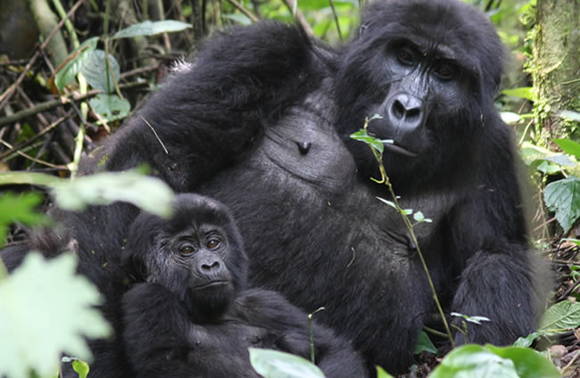 Road trips and Gorilla Plan the ultimate 4×4 gorilla trekking safari in Rwanda and Uganda. Compare permits ($800 vs $1,500), routes, best seasons, and cross-border itineraries.