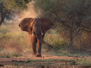 Ruaha National Park Tanzania