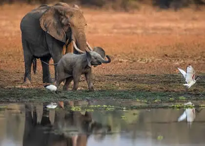 South Luangwa National Park
