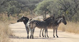 Tanzania 4x4 Safaris - Car hire and self drive trip
