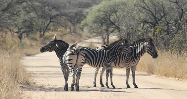 Tanzania 4x4 Safaris - Car hire and self drive trip