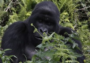 Plan your Volcanoes National Park trip: gorilla trekking permits, costs, best time to visit, budget lodges, and self-drive 4×4 routes from Kigali