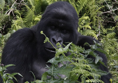 Plan your Volcanoes National Park trip: gorilla trekking permits, costs, best time to visit, budget lodges, and self-drive 4×4 routes from Kigali