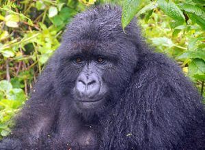 Track mountain gorillas in Rwanda's Volcanoes National Park. Compare 1-day, 3-day, 5-day & Rwanda–Uganda gorilla safari itineraries, permits & travel tips.