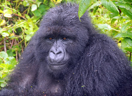Track mountain gorillas in Rwanda's Volcanoes National Park. Compare 1-day, 3-day, 5-day & Rwanda–Uganda gorilla safari itineraries, permits & travel tips.